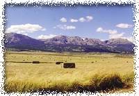 Hay
